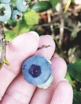 Blåbærgården pluk selv blåbær i Tørring